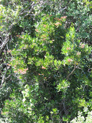 Alberta magna