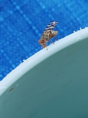 Otitinae