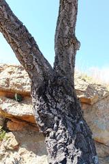 Cussonia paniculata sinuata