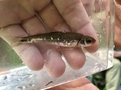 Notropis rubricroceus