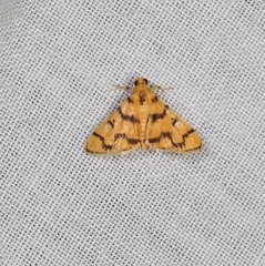 Dichocrocis erixantha