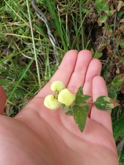 Calceolariaceae