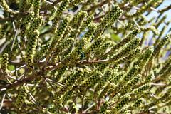 Cussonia paniculata sinuata