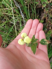 Calceolariaceae