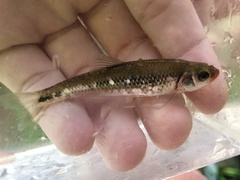 Notropis rubricroceus