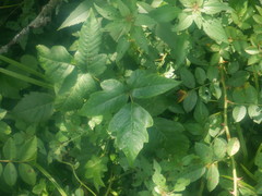 Toxicodendron radicans