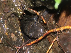 Desmognathus amphileucus