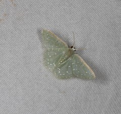 Prasinocyma iosticta