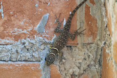 Sceloporus aureolus