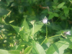 Elephantopus carolinianus