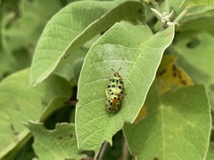 Phytodectoidea quatuordecimpunctata