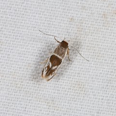 Stathmopoda megathyma