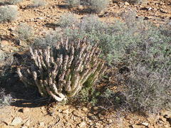 Quaqua mammillaris