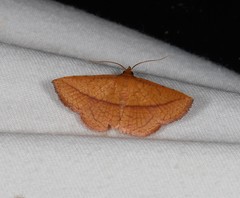 Striglina