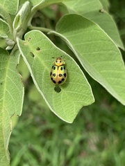 Phytodectoidea quatuordecimpunctata