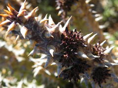 Quaqua mammillaris