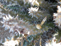 Quaqua mammillaris