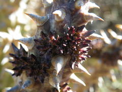 Quaqua mammillaris
