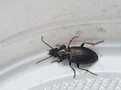 Pterostichus oblongopunctatus