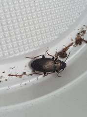 Pterostichus oblongopunctatus