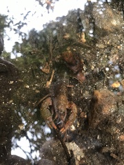 Cambarus asperimanus