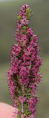 Erica puberuliflora