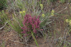 Erica puberuliflora