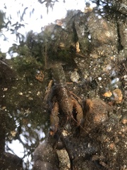 Cambarus asperimanus