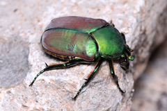 Cotinis laticornis