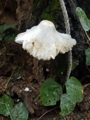 Leucocoprinus cretaceus