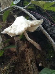 Leucocoprinus cretaceus