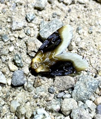 Chrysoecia scira