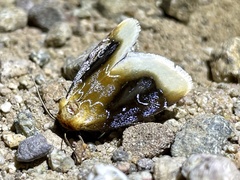 Chrysoecia scira