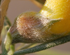 Aspalathus macrocarpa