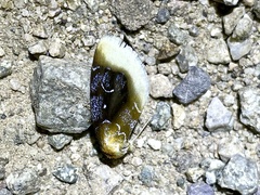 Chrysoecia scira