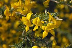 Aspalathus macrocarpa