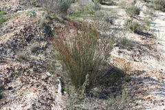 Thamnochortus bachmannii