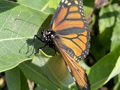 Danaus plexippus