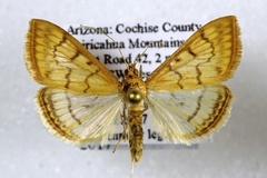 Hahncappsia huachucalis