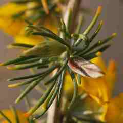 Aspalathus macrocarpa