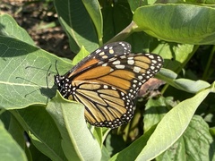 Danaus plexippus