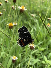 Chlosyne janais marianna