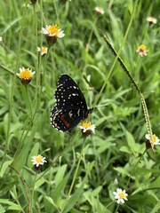 Chlosyne janais marianna