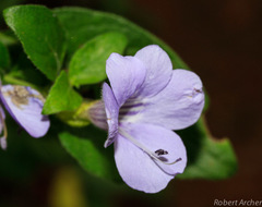 Barleria obtusa
