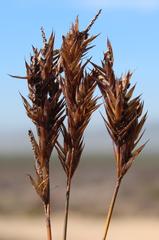 Thamnochortus bachmannii