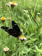 Chlosyne janais marianna