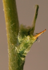 Aspalathus macrocarpa