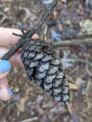 Pinus virginiana