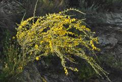 Aspalathus macrocarpa