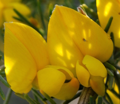 Aspalathus macrocarpa